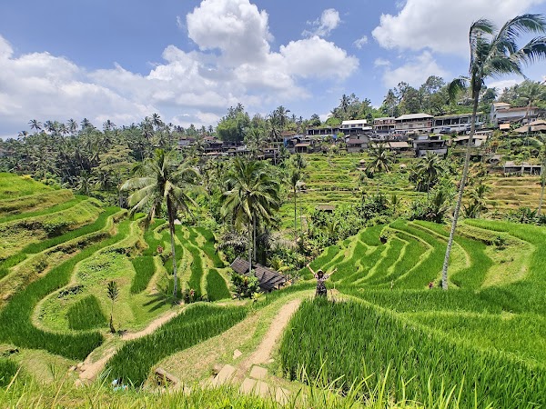** Tegallalang Rice Terraces